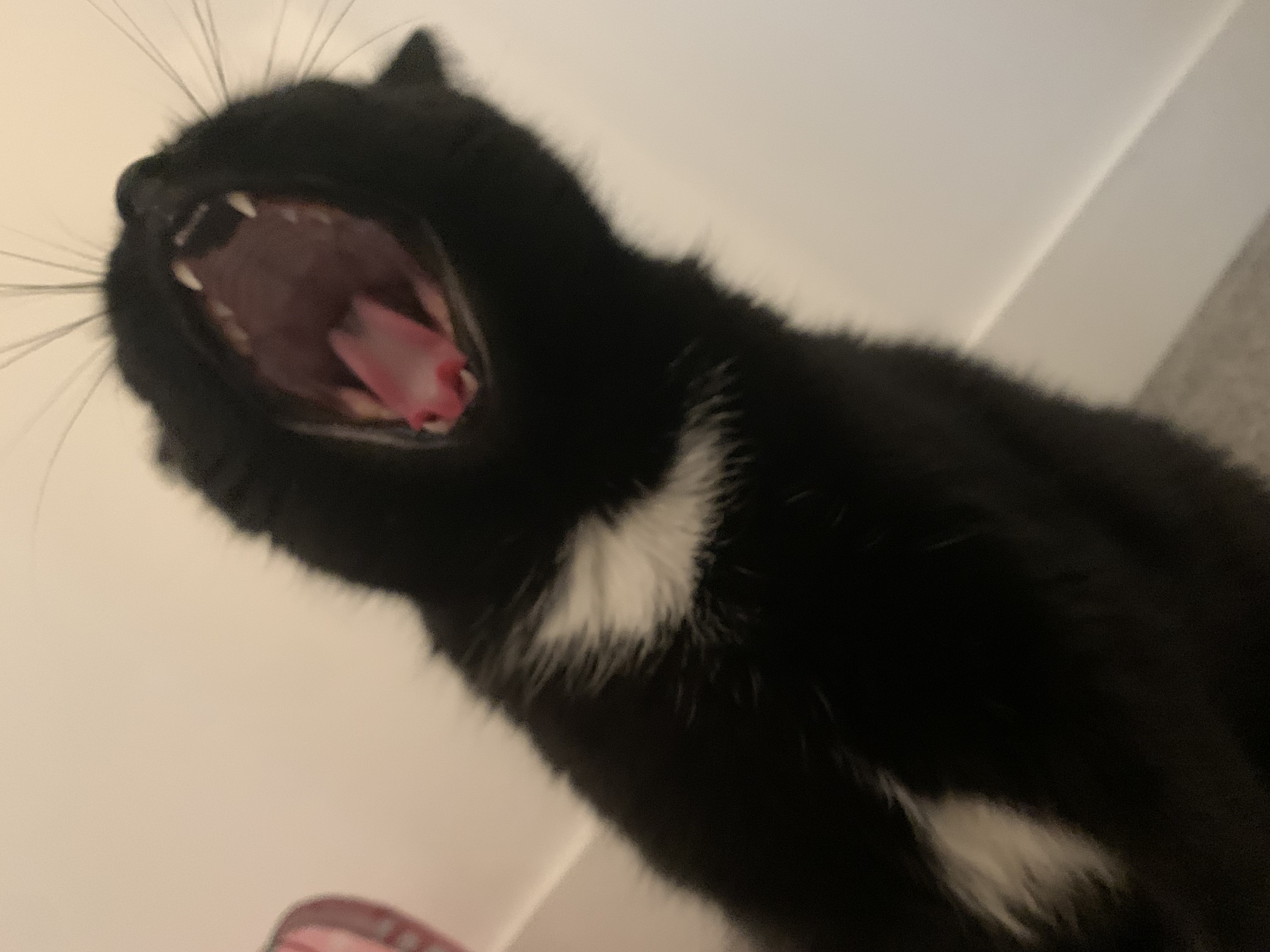 Jiji yawn